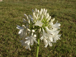 Tropical flowers, unknown name, Brisbane, Australia 2006