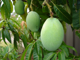 Tropical fruit Mangos, in my friend Hien's front yard. Sydney, Australia 2006
