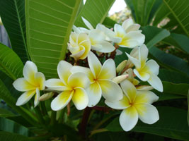 Tropical flowers, unknown name, Brisbane, Australia 2006