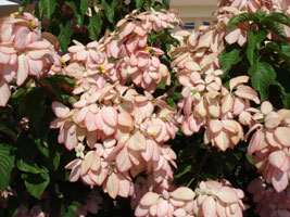 unknown name, Brisbane, Australia 2006