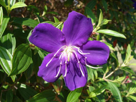 unknown name, Brisbane, Australia