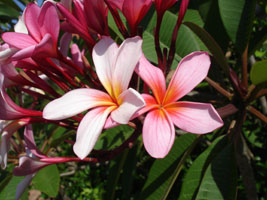 Tropical flowers, unknown name, Brisbane, Australia 2006