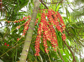 Rainforest plant, unknown name, Kuranda, Australia 2006