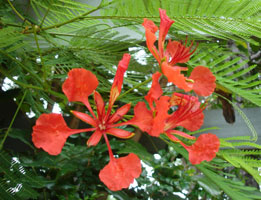 Rainforest plant, unknown name, Kuranda, Australia 2006