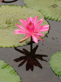 Water Lily, Kuranda Rainforest, Australia 2006