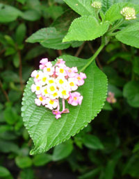 Seven Sisters, Kuranda rainforest, Australia 2006