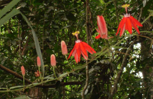 Rainforest plant, unknown name, Kuranda, Australia 2006