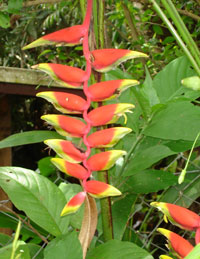 Rainforest plant, unknown name, Kuranda, Australia 2006