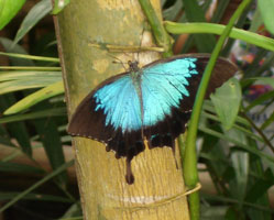 Kuranda rainforest butterfly, Australia 2006