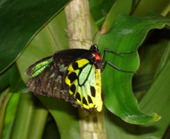 kuranda rainforest butterfly, Australia 2006