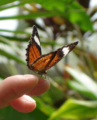 A butterfly on my finger, Kuranda, Australia 2006