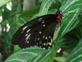 Rainforest butterfly, Kuranda, Australia 2006