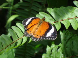Rainforest butterfly, Kuranda, Australia 2006
