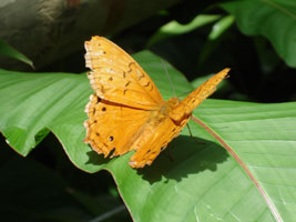 Rainforest butterfly, Kuranda, Australia 2006
