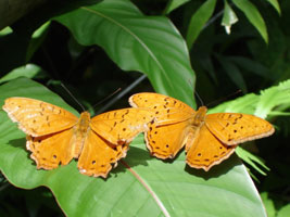 Rainforest butterflies, Kuranda, Australia 2006