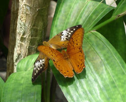 Rainforest butterflies, Kuranda, Australia 2006