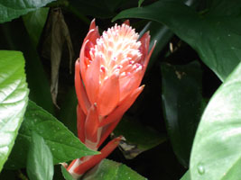 Rainforest plant, unknown name, Kuranda, Australia 2006