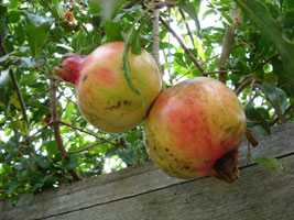 Tropical fruits, unknown name, my friend Tina's backyard. Brisbane, Australia 2006