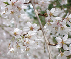 My Higan Cherry, swaying in spring breeze, bloom in early spring