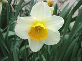 My Daffodil, in my front yard, early spring