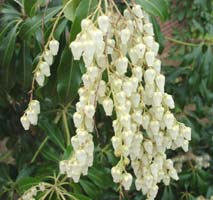 My Japanese Andromeda, in my side yard, early spring