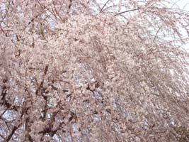 My Higan Cherry, dancing in the wind in my backyard, bloom in early spring