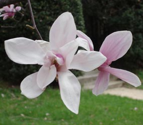 Pink Magnolia, in my neighbor's yard, early spring