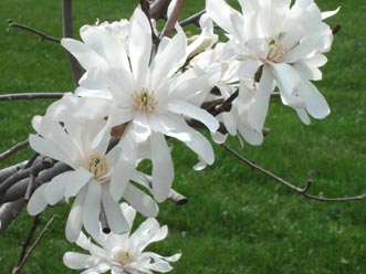 Star Magnolia, in my neighbor's yard, early spring