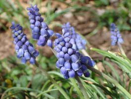 My Grape Hyacinth, in my front yard, early mid spring