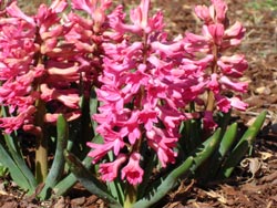 My neighbor's Pink Hyacinth, early spring