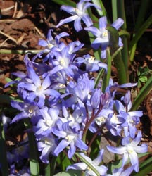 My neighbor's flowers, bloom in early spring