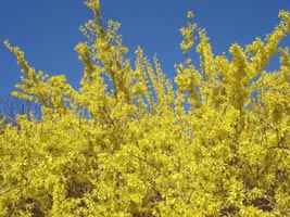 Golden Belt, in my neighborhood, bloom in early spring