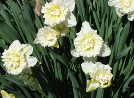 another kind of Daffodil, in my neighbor's yard, early spring