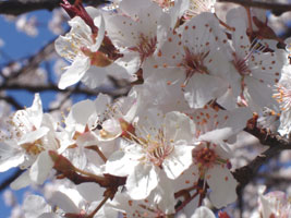 A kind of Cherry, in my neighborhood, at its peak, early spring