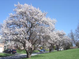 A kind of Cherry, in my neighborhood, at its peak, early spring