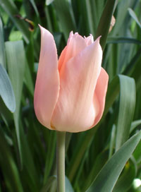 My Tulip, in my frond yard, bloom in early spring