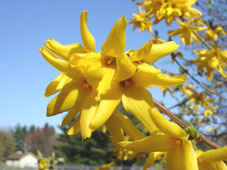 Golden Belt close up view, in my neighborhood, bloom in early spring