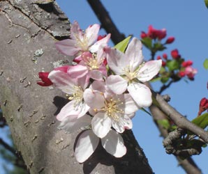 Crab Apple, in my neighborhood, early mid spring