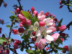Crab Apple, in my neighborhood, early mid spring
