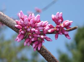 My Red Buds, in my side yard, early mid spring