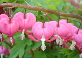 My Pink Bleeding Heart, in my side yard, early mid spring