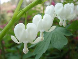 My White Bleeding Heart, in my side yard, early mid spring