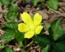 in my front yard, ? name?&nbsp; bloom in early mid spring
