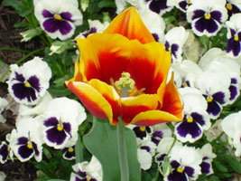 my neighbor's tulip, early spring