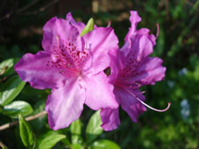 My Azaleas, bloom in mid spring