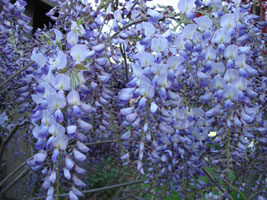 My neighbor's Chinese Wisteria, bloom in early mid spring