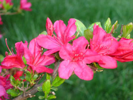 My neighbor's Azaleas, mid spring