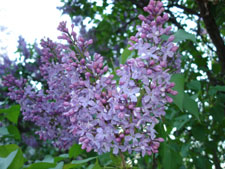 My neighbor's Lilac, bloom in early mid spring