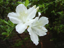 My white Azaleas, mid spring