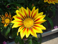bloom in mid spring